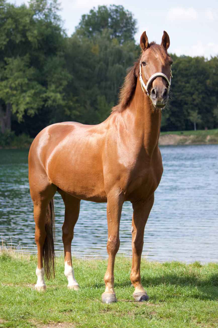 Firino