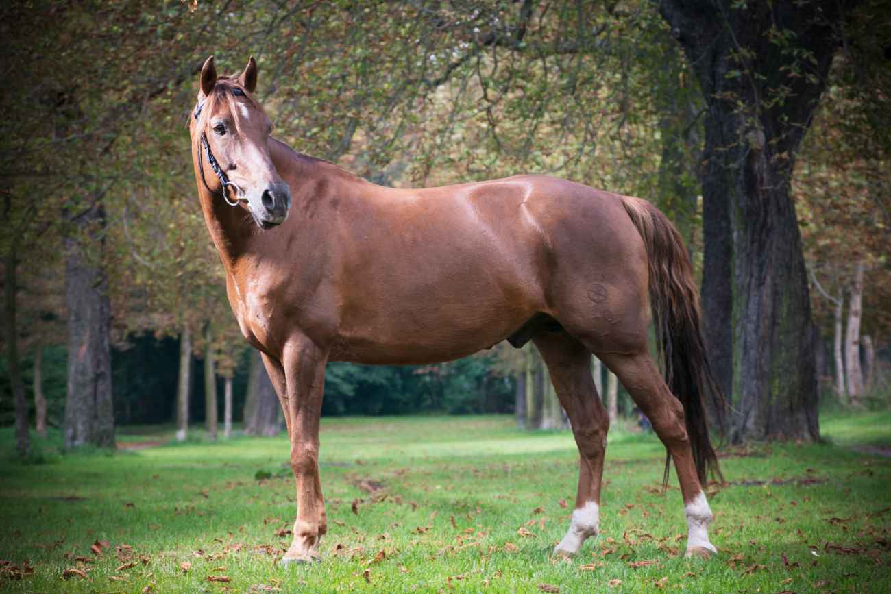 Firino