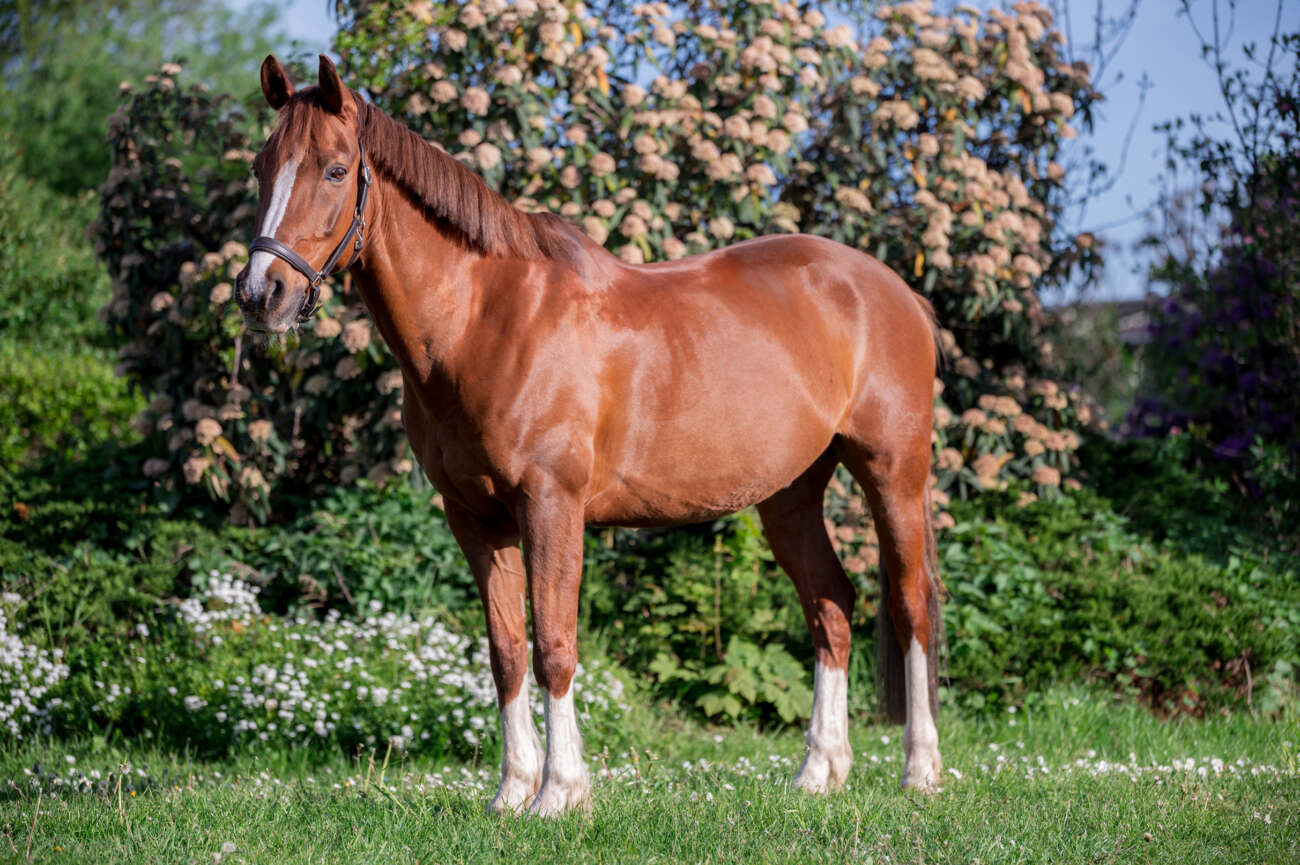 Baccari Reit Und Fahrverein Herodot Leipzig E V 